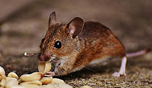 24 Hour & Emergency Exterminators in Grant, NE